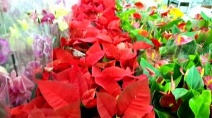 ?⚘Комнатные Цветы в Леруа Мерлен??