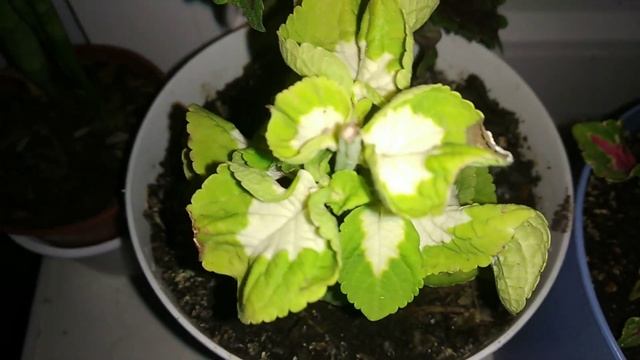 Колеусы (крапивка) в открытом грунте Как сохранить на следующий год?