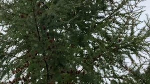 Лиственница + ель - живая изгородь спустя восемь лет. 28.09.22