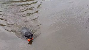 Герда Боссерон Французская овчарка