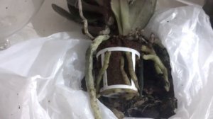 Моя новая орхидея. Спасаем ее корни. Transfer to SWC