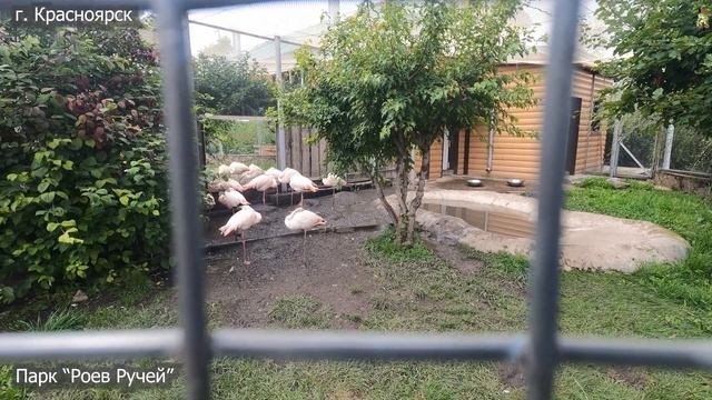 Один день в Красноярске/Зоопарк/ Парк Роев Ручей #красноярск