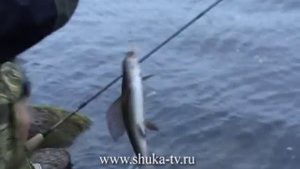 Рыбалка на Кольском на реке Явр Fishing on the Kola
