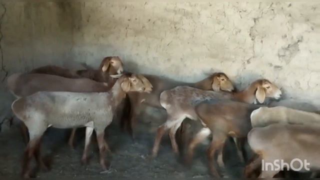 +996 703 822 566 по 22 000 сом, ярки ягнята, 10 голов, г.Кара-балта смотреть онлайн