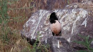 Розовый скворец (Sturnus roseus (Linnaeus, 1758). Rosy Starling. Алаторғай.