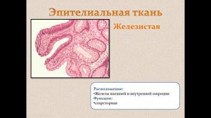 Биология. Раздел анатомия человека. Ткани. Людмила Ивановна. Profi-Teacher.ru