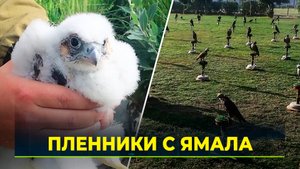 Редкие птицы в опасности: браконьеры Ближнего Востока отлавливают ямальских сапсанов
