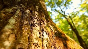 Открой для себя  Шипов лес