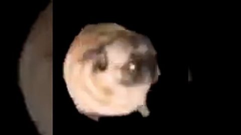 ОЙ САЛО САЛО САЛО УКРАИНСКОЕ САЛО Собака