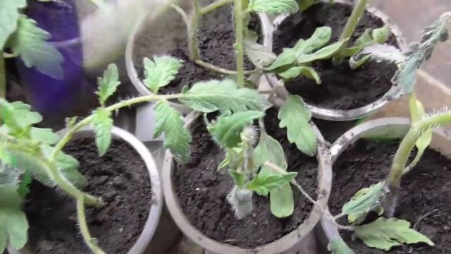 Мои первые неудачи с проектом "Меч самурая". Ольга Чернова. смотреть онлайн