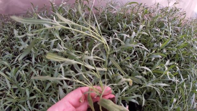 ОБЗОР ВЕГЕТАТИВНЫХ РАСТЕНИЙ, КОТОРЫЕ МЫ ОСТАВЛЯЕМ НА СЛЕДУЮЩИЙ СЕЗОН.