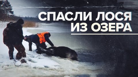 Провалился под лёд: сотрудники МЧС спасли лося в Тверской области