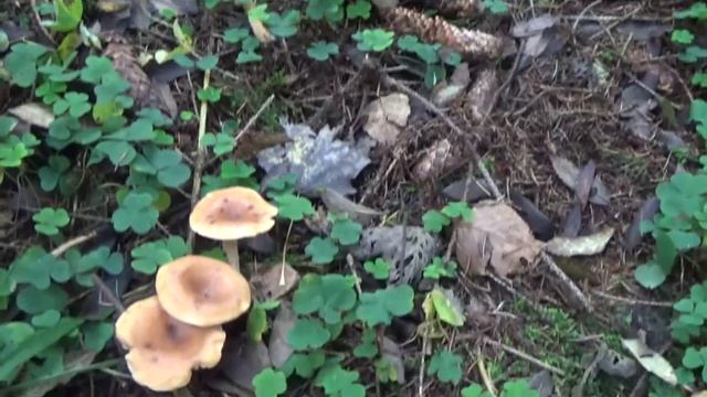 Рядовка оранжево-красная. В чем польза. Съедобные грибы. Как распознать. смотреть онлайн