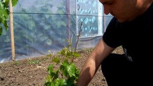 Двухъярусная многорукавная формировка винограда