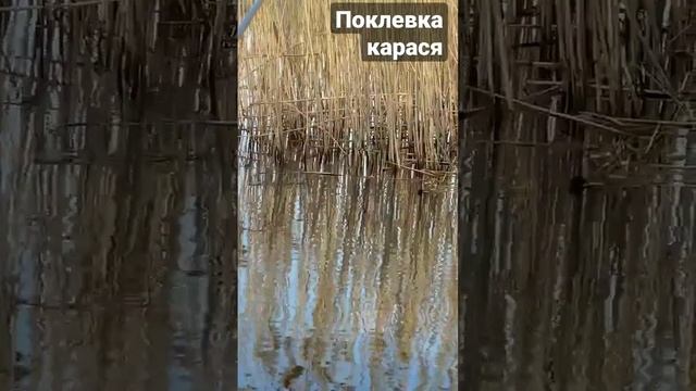 Поклевка Карася #рыбалка #verguntv #весенний_клев #fishing #карась_в_камыше #река_днепр