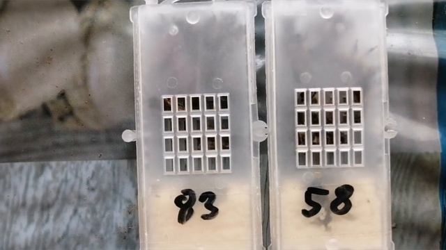 Матки карника и бакфаст на 2022 год. смотреть онлайн