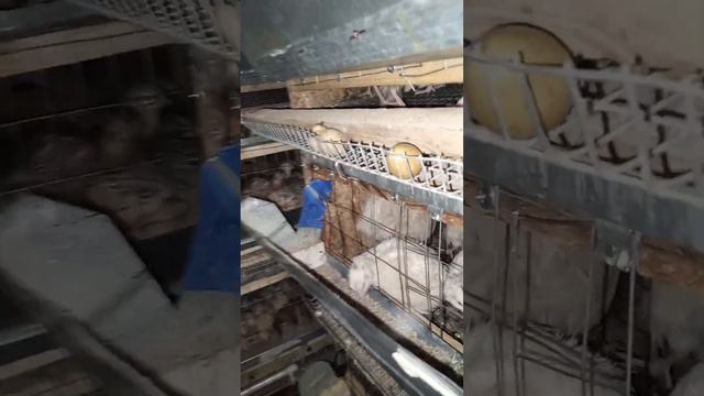 Перепела перестали нестись