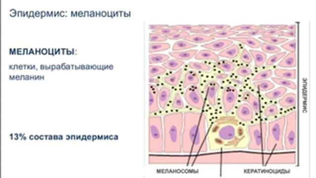 Тренинг от Селин Лангле.  Физиология кожи. смотреть онлайн
