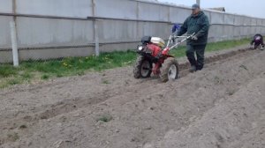Посадка картофеля мотоблоком 2