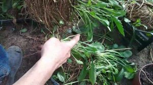 Ромашка. Осенняя пересадка.