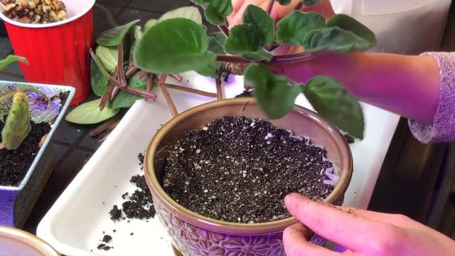 Growing African Violets