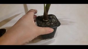 Вашингтония из семян (часть 2).