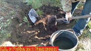 Как правильно посадить КЕДР у себя на даче, чтоб он прижился. Осеняя посадка КЕДРА на своем участк