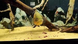 астронотус и пангасиус, изменения аквариума 200 литров