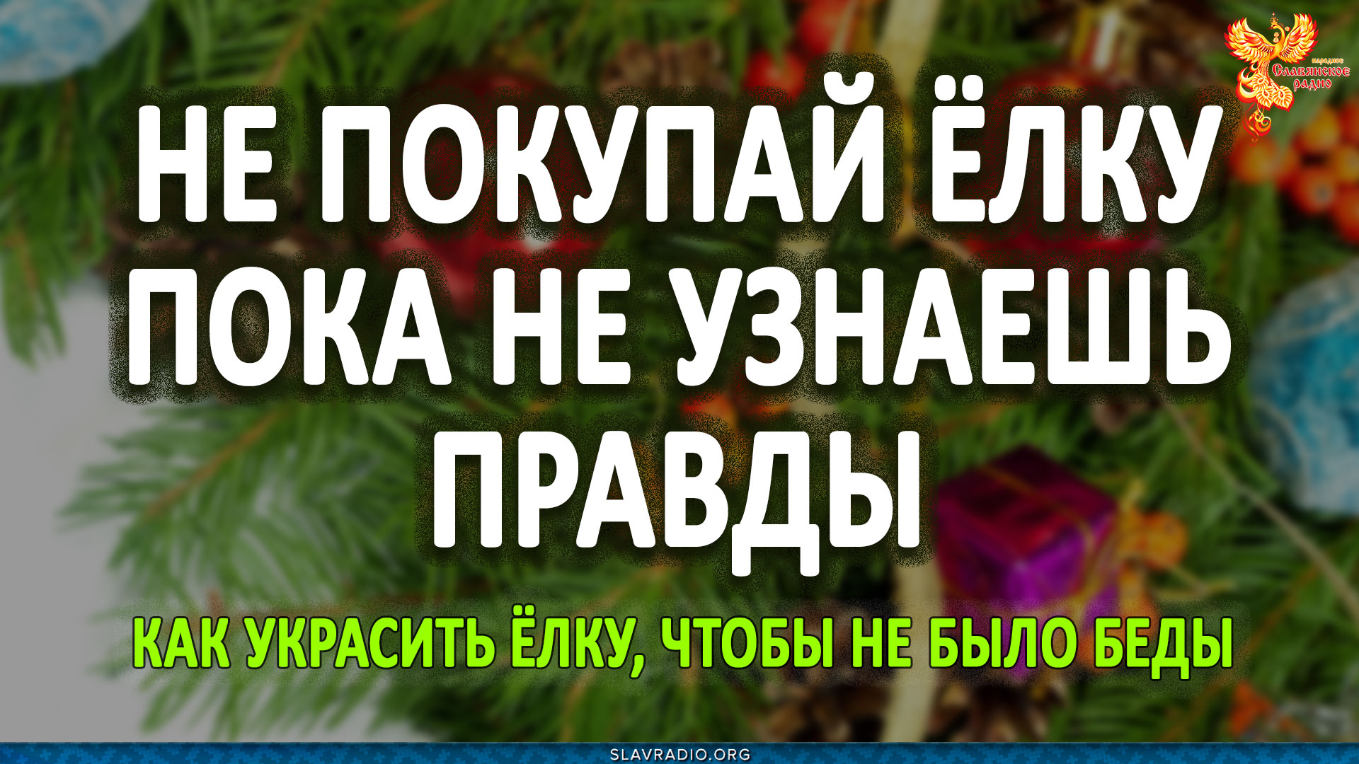 Не покупай ёлку, пока не узнаешь этого. Алексей Орлов