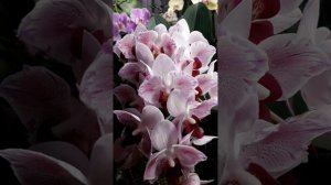 Dtps Little Gem Stripes peloric 2 eyes 🦋🦋🦋🔥🔥🔥#phalaenopsis