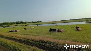 Пастухи, день 4 . 🐄🐄🐄. Расскажи историю из детсва с животными🐏🐐🐏