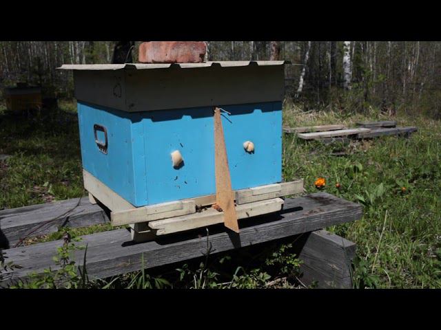 куда идут отводки с запасными матками. смотреть онлайн