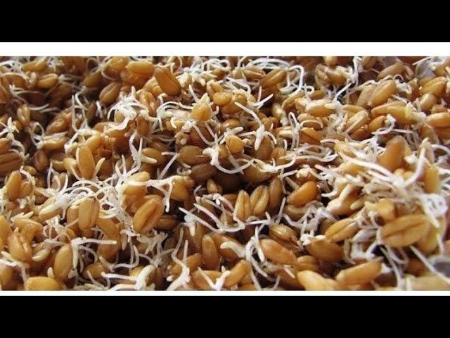 Есть пророщенное зерно. Семена пшеницы для проращивания. Есть пророщенное зерно. Прорастание зерна пшеницы. Пророщенное просо.