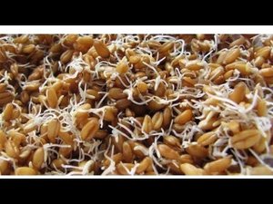 Индюки хорошо растут на пророщеном зерне//Как проращивать зерно и давать его птице.