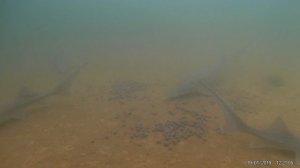 Подкормка осетров зимой в пруду