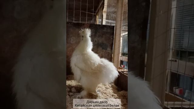 Китайская шелковая белая Дарьин двор смотреть онлайн