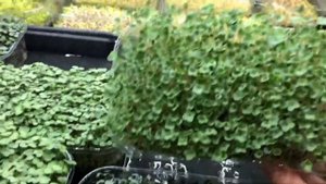На агровате растёт круче! Бизнес на микрозелени