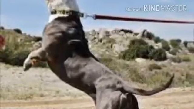 Pitbull American Terierr Vs Bandog