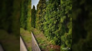 Защита лечение растений. Обработка туй от ложнощитовки