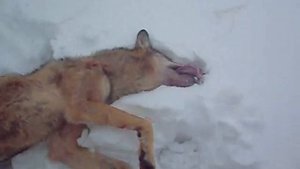 ОТСТРЕЛ ВОЛКА СО СНЕГОХОДА