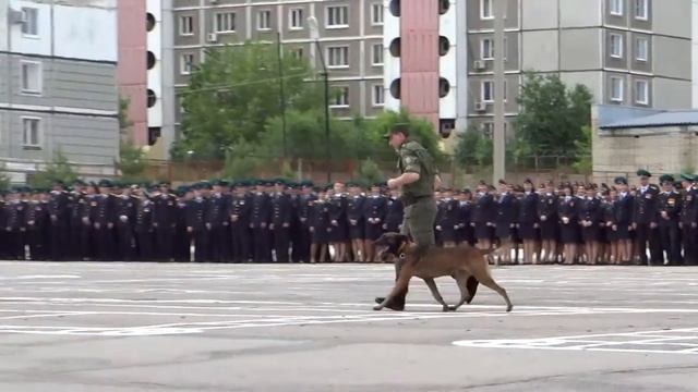 Показательное Выступление Служебных Собак! Розыскные собаки! 12 июня 2017 год. смотреть онлайн