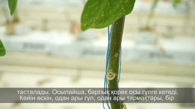 Формирование растений баклажана для выращивания в условиях теплиц