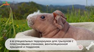 Морская свинка скинни