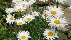 Марина Девятова и Алексей Петрухин   Ромашка.