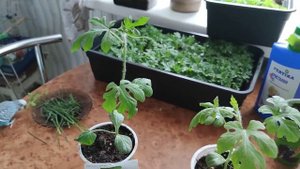 Какие сорта арбузов я выращиваю на своем огороде