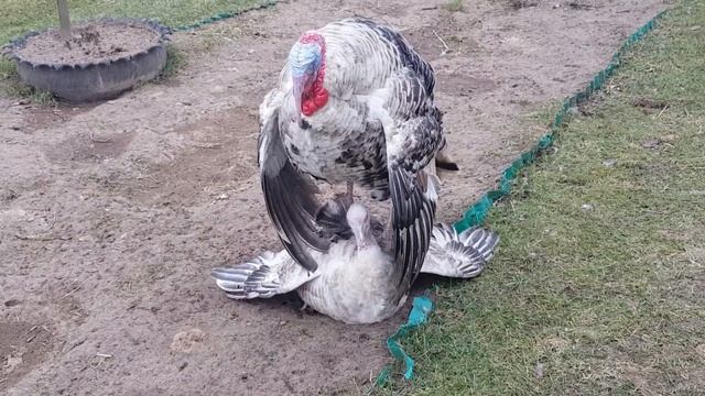 ПРО: СПАРИВАНИЕ ИНДЮКОВ, ИНДОУТОК, БРАМ смотреть онлайн