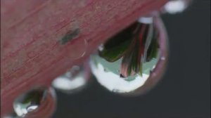 012 У воды есть память  Из фильма Вода