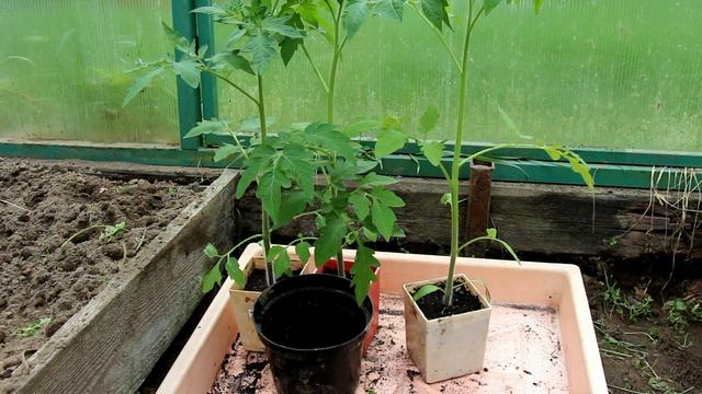 Борьбу с фитофторозом томатов начинаем ещё до посева семян смотреть онлайн