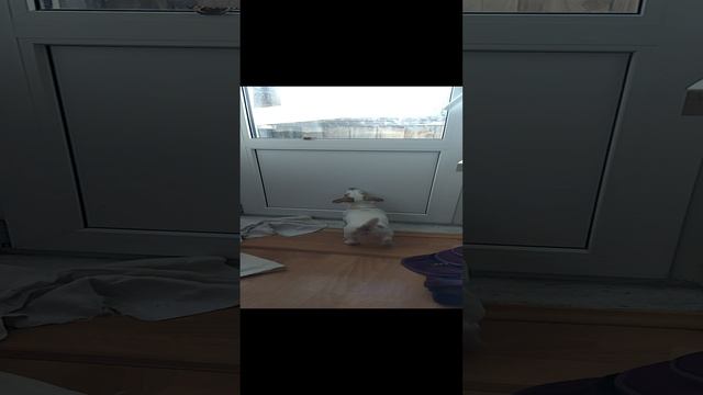 Бобик и бабочка ? смотреть онлайн