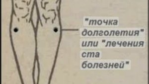 ТОЧКА МИРИДИАНА ЖЕЛУДКА Е 36. "ТОЧКА ДОЛГОЛЕТИЯ"